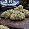 White Valley OG strain Las Vegas