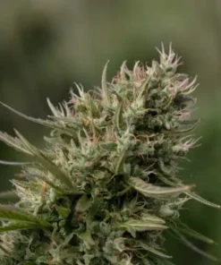 buy Dante’s Inferno #8 cannabis flower online