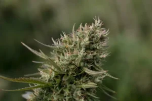 buy Dante’s Inferno #8 cannabis flower online