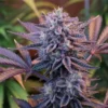 buy Dante’s Inferno #8 cannabis flower online
