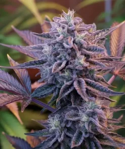 buy Dante’s Inferno #8 cannabis flower online