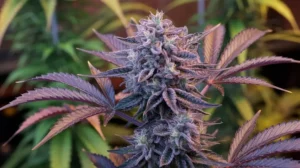 buy Dante’s Inferno #8 cannabis flower online