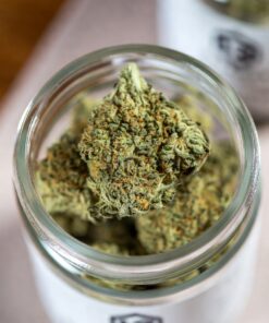 buy high society tier 2 cannabis flower online