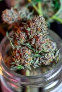 buy gary poppins tier 3 premium online