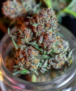 buy gary poppins tier 3 premium online